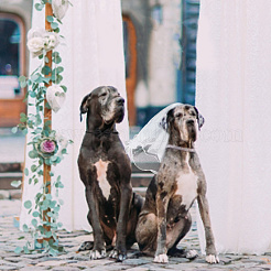 Verstellbares Hundehalsband aus Polyester und Brautschleier-Sets&nbsp;AJEW-DR0001-74