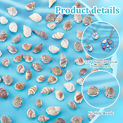 170 g natürliche Spiralmuschelperlen&nbsp;BSHE-PH0001-44
