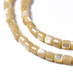 Natürliche Trochidschale / Trochusschalenperlenstränge&nbsp;SSHEL-N034-77-B01