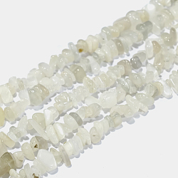 Fili di perle di chip di pietra di luna bianca naturale, 4~14x4~12mm, Foro: 1 mm, circa 15.3 pollice ~ 16.1 pollici