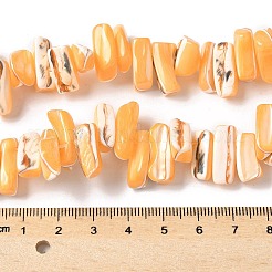 Gefärbte natürliche Trochus-Muschelperlenstränge&nbsp;SSHEL-C013-09C