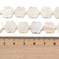 Natürlichen Süßwasser-Muschelperlen Stränge&nbsp;SHEL-K010-01B