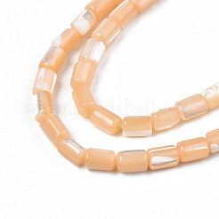 Chapelets de perles de coquille de trochid / trochus coquille&nbsp;SHEL-N003-26-B06