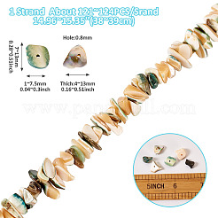 1 hebra de cuentas de concha marina natural&nbsp;SSHEL-TA0001-12
