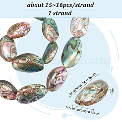 1 Strang natürliche Abalone-Muschel/Paua-Muschelperlenstränge&nbsp;BSHE-BC0001-16