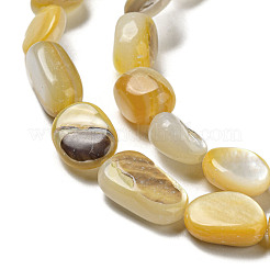 Naturali giallo perline shell fili&nbsp;SSHEL-H072-08