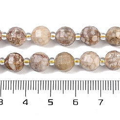 Natürliche Muschel fossile Perlen Stränge&nbsp;G-G182-B37-03