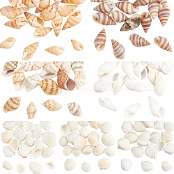 Olycraft 140Pcs 7 Style Natural Conch Shell Beads, Colorful, 5~30mm, 20pcs/style