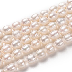 Fili di perle di perle d'acqua dolce coltivate naturali, riso, bisque, 7~8x6~7mm, Foro: 0.8 mm, circa 49pcs/filo, 14.96 pollice (38 cm)