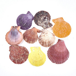 Perles en coquille de mer, perles non percées / sans trou, couleur mixte, 37~53x34~47x6~8mm
