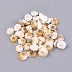 Perle di conchiglia di shiva, perline non forate / Senza Buco, pepite, 6~9.6x5.4~8.7x2~3.6mm