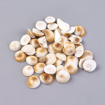 Perles de coquille d'oeil de shiva BSHE-I008-12-1