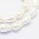 Chapelets de perles de coquille BSHE-P024-02-3