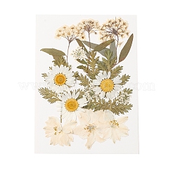 Gepresste Trockenblumen&nbsp;DIY-YWC0001-100