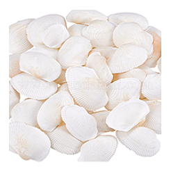 40 coquillage naturel pour décoration d'aquarium&nbsp;SHEL-PH0001-69B