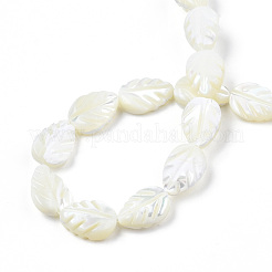 Chapelets de perles de coquille de trochid / trochus coquille&nbsp;SSHEL-N034-135B-01