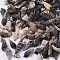 Natural Spiral Shell Beads, Turritella Shell, Undrilled/No Hole Beads, Mixed Color, 10~22x4~8x4~6mm