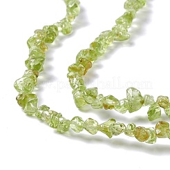 Natürlichen Peridot Chip-Perlen-Stränge&nbsp;G-G905-09