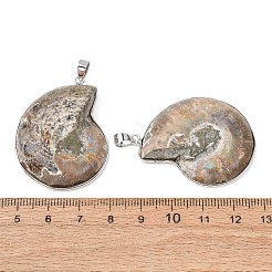 Colgantes fósiles de caracoles&nbsp;G-D051-1A