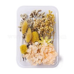 Fleurs séchées, accessoires de fabrication de savon bougie bricolage, avec boîte rectangulaire en plastique, or, or, 2.5~14x1.5~5.3 cm