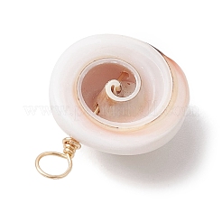 Natürliche Shiva-Auge-Muschel&nbsp;PALLOY-JF02680-01