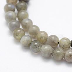 Chapelets de perles en labradorite naturelle &nbsp;G-P322-33-8mm