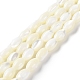 Brins de perles de coquillages naturels de troca BSHE-E030-02B-1