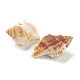 天然な巻き貝の殻のディスプレイの装飾  ペルー  47~77x32~53x23~37mm AJEW-H126-03-2