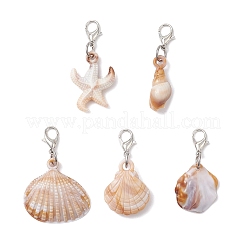 5 ciondolo decorativo a forma di conchiglia acrilica a forma di stella marina in 5 stili&nbsp;HJEW-JM03875
