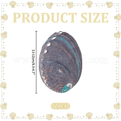 2 pièce de décoration d'affichage en coquille d'ormeau naturelle&nbsp;DIY-WR0005-29A
