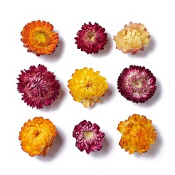 Getrocknete Blumen&nbsp;DIY-D052-26