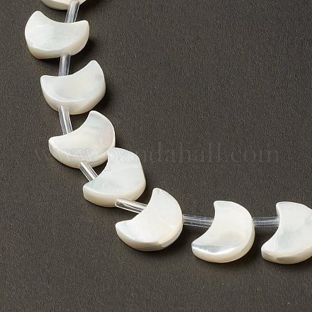 Natural Trochid Shell/Trochus Shell Beads Strands SHEL-F004-01A-1