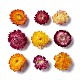 Flores secas DIY-D052-26-2