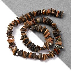 Paua naturale perline shell fili&nbsp;BSHE-B007-05