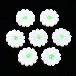 Cuentas de concha naturales de agua dulce&nbsp;SHEL-N026-143A-149C