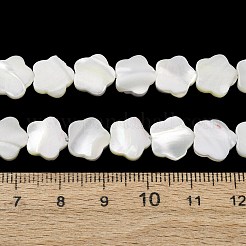 Natürliche Trochidschale / Trochusschalenperlenstränge&nbsp;SH-CBA2978-08
