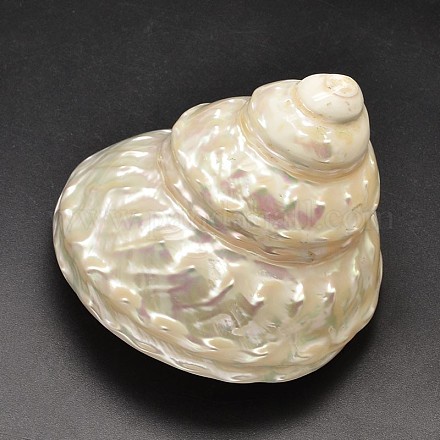 Natural Spiral Shell Home Decorations BSHE-O011-02-1