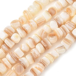 Bianco naturale perline shell fili&nbsp;SSHEL-F304-02B