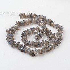 Chip Perle natürliche labradorite Stränge&nbsp;G-M349-11