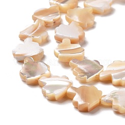 Trochid naturale perline shell fili&nbsp;SSHEL-G023-09A