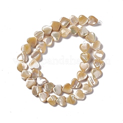 Fili di perle di conchiglia trochid naturale / trochus&nbsp;SHEL-F003-08B