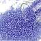 TOHO Round Seed Beads, Japanese Seed Beads, (168) Transparent AB Light Sapphire, 11/0, 2.2mm, Hole: 0.8mm, about 1110pcs/bottle, 10g/bottle