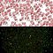 Luminous Glass Seed Beads, Glow in the Dark, Peanut, Tomato, 2.5x4x2mm, Hole: 0.8mm, about 11250pcs/pound