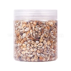 Kein Loch Spirale Muschelperlen&nbsp;SSHEL-YW0001-01
