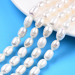 Fili di perle di perle d'acqua dolce coltivate naturali, riso, colore conchiglia, 9~11.5x7~8mm, Foro: 0.7 mm, circa 32~33pcs/filo, 13.78 pollice ~ 13.98 pollici (35~35.5 cm)