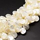 Chapelets de perles de coquille de trochid / trochus coquille SSHEL-K009-08-1