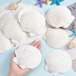 Décorations d'affichage de coquille naturelle&nbsp;SSHEL-WH0001-39D
