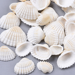 Natural Shell Beads, Undrilled/No Hole Beads, Seashell Color, 12~27x15~35x5~12mm