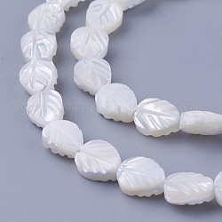 Chapelets de perles de coquillage, feuille, 8~8.2x6.2~6.6x3~3.6mm, Trou: 0.7mm, Environ 49 pcs/chapelet, 15.94 pouce (40.5 cm)