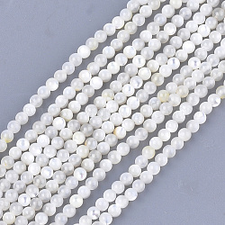 Shell perle bianche naturali, fili di perle di madreperla, tondo, avorio, 3mm, Foro: 0.8 mm, circa 121pcs/filo, 14.9 pollice